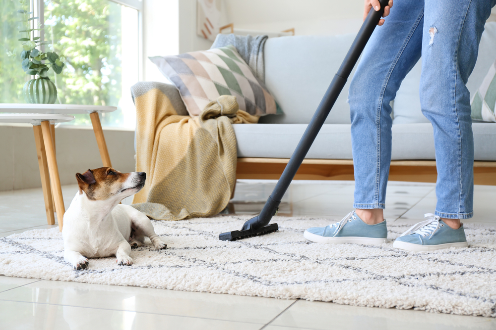 How Do You Remove Pet Hair And Odors From Carpets?