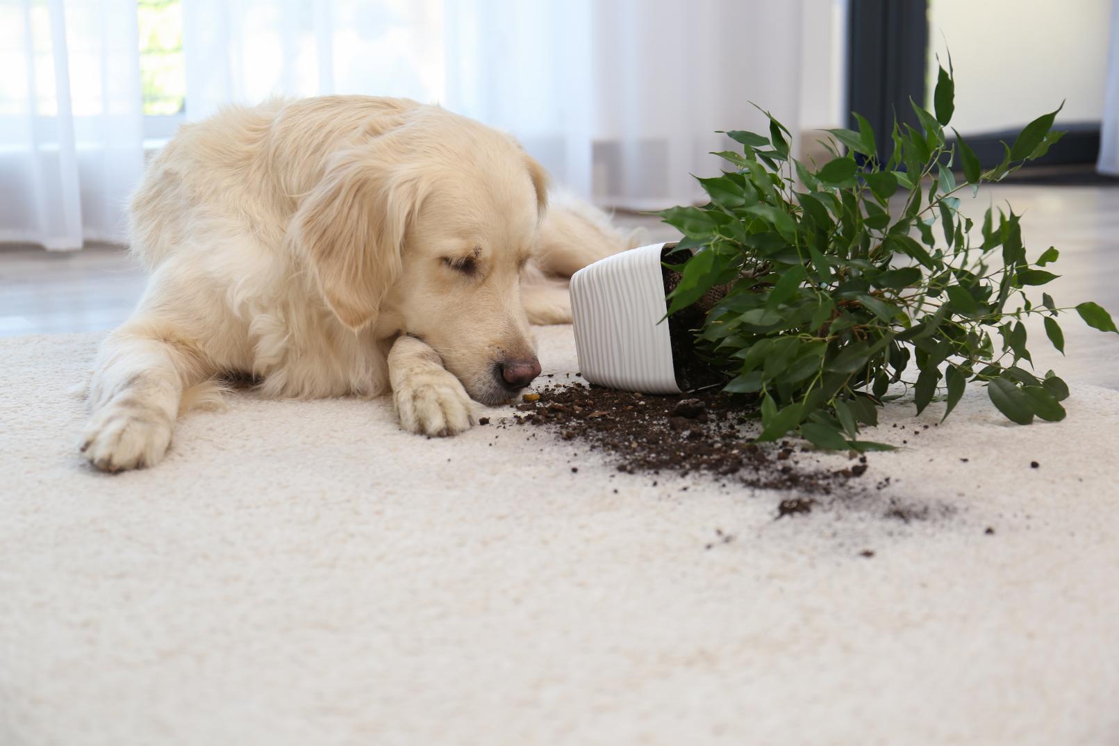Carpet cleaning in South Amboy